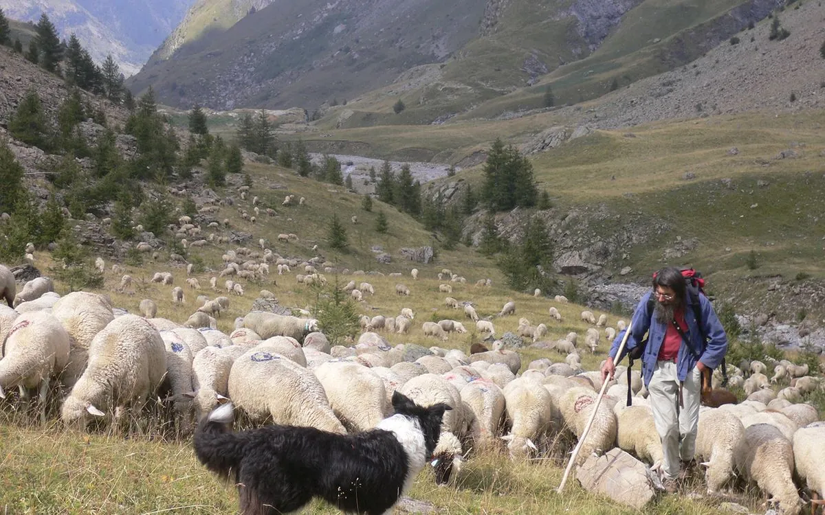 Accident d'une bergère : le dilemme du travail non déclaré en alpage