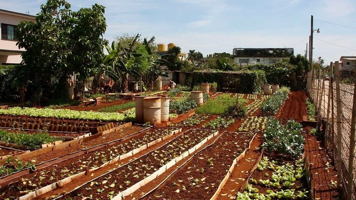 La crise alimentaire à Cuba stimule l'agriculture urbaine innovante