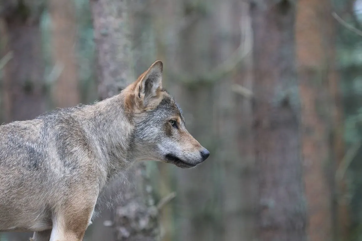 L'UE assouplit la protection du loup, suscitant débat et controverse