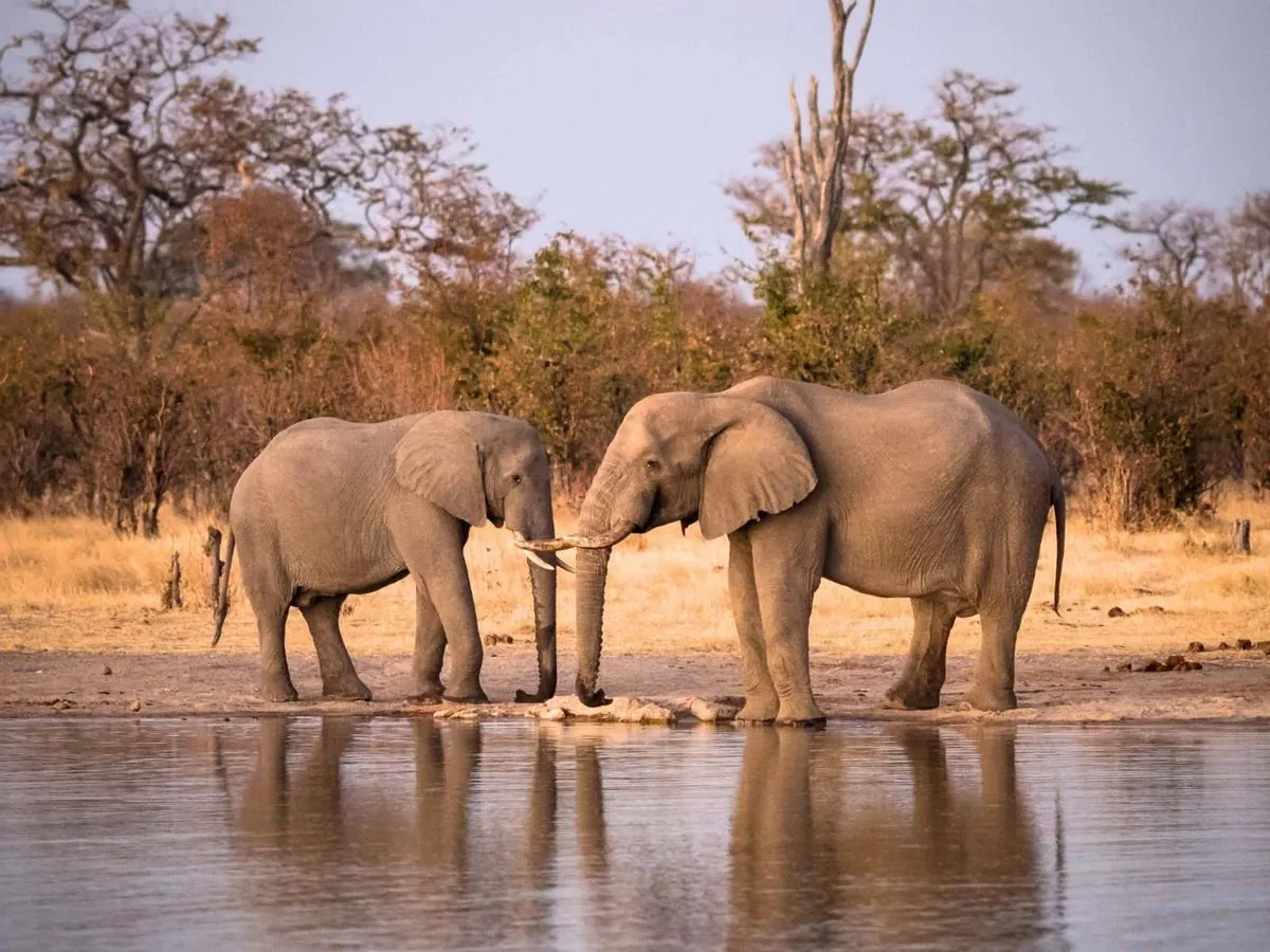 Zimbabwe : La controverse de l'abattage d'éléphants pour nourrir la population