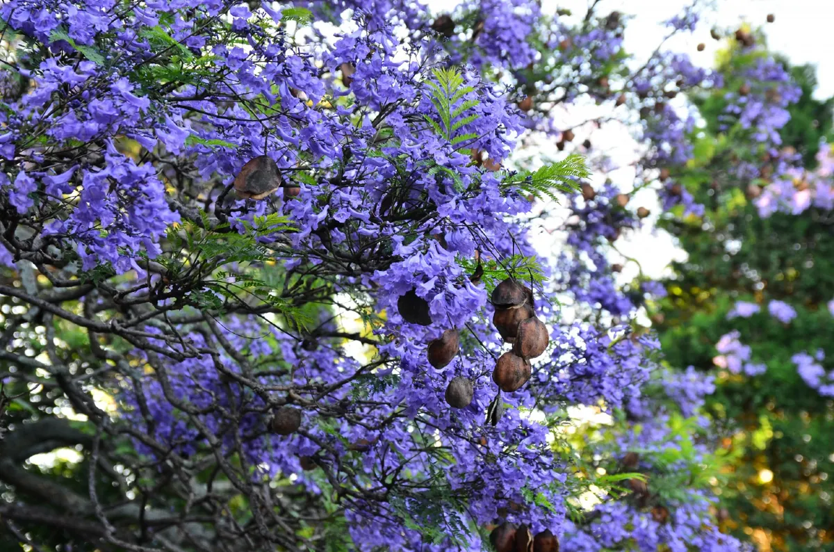 gael-faye-explore-le-silence-post-genocide-dans-jacaranda