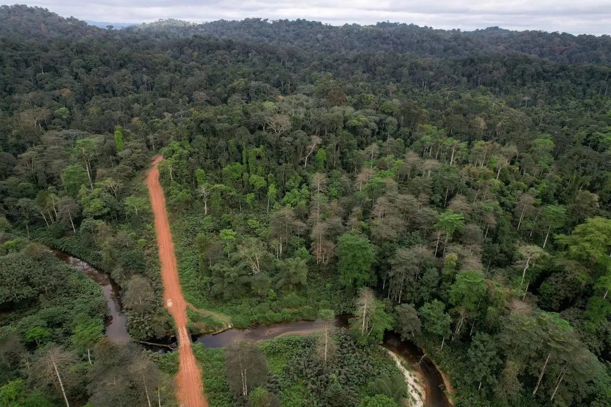 Le kévazingo : symbole du dilemme forestier gabonais