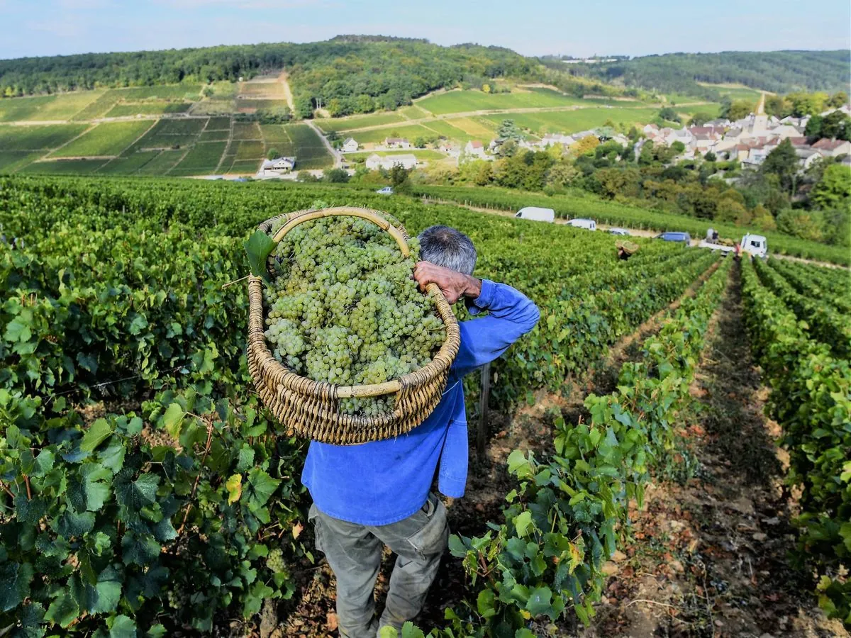 vendanges-dans-le-gard--une-tradition-face-aux-defis-modernes