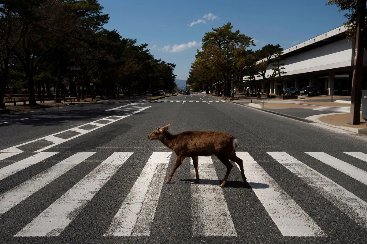 Covid-19 : Quand les animaux reprennent leurs droits en ville