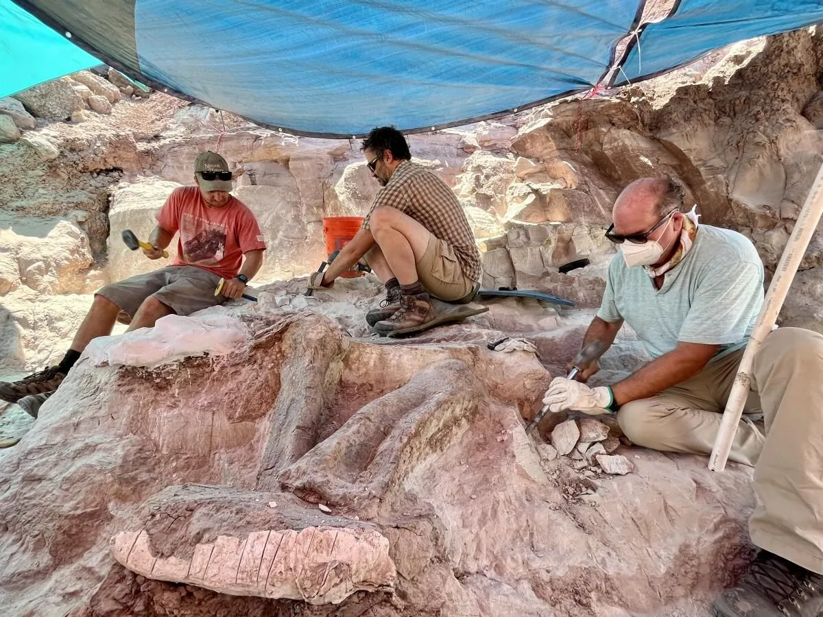 les-paleontologues-amateurs--piliers-meconnus-de-la-recherche-scientifique