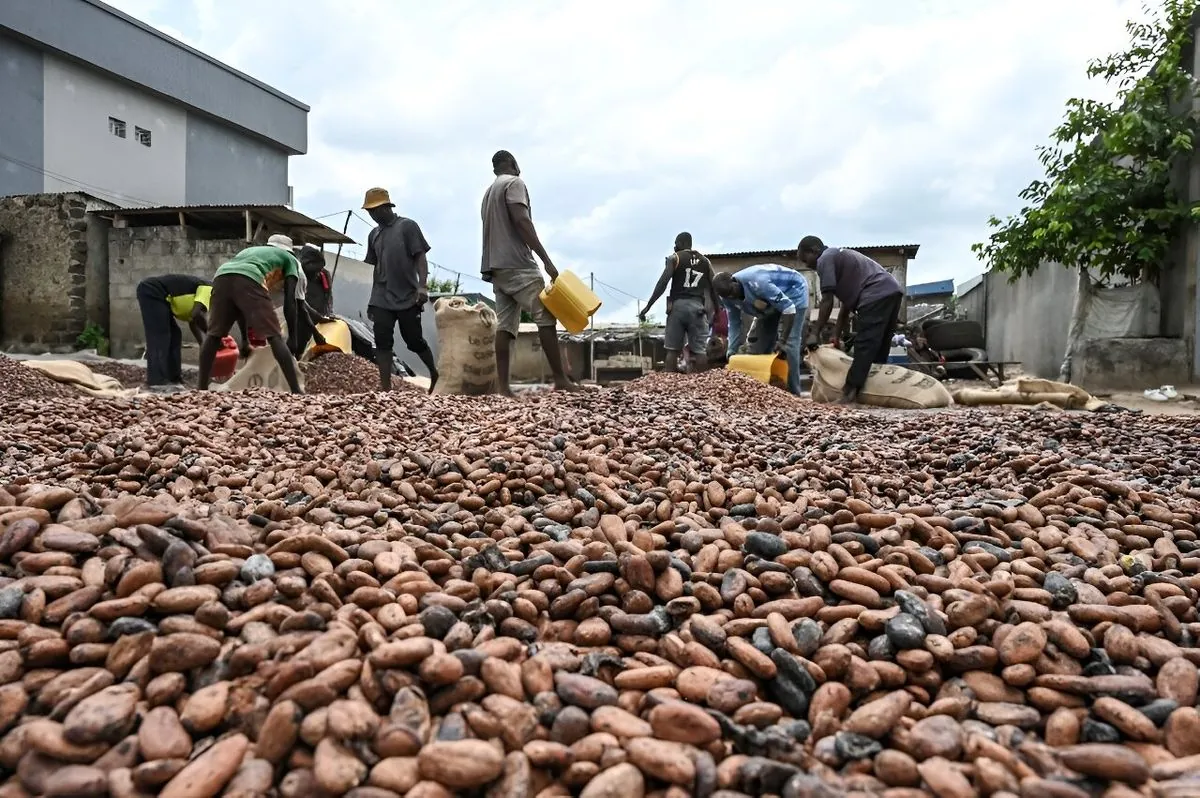 Prix record du cacao ivoirien : hausse de 20% pour la nouvelle récolte