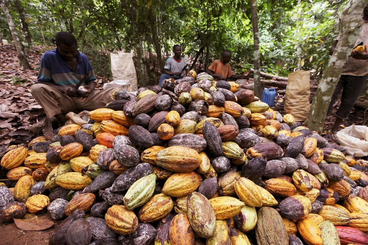 Prix record du cacao en Côte d'Ivoire : un défi environnemental