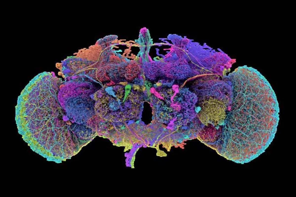 Percée majeure : Cartographie complète du cerveau de la drosophile