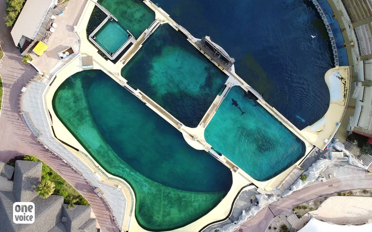 Incertitude sur l'avenir des cétacés de Marineland d'Antibes