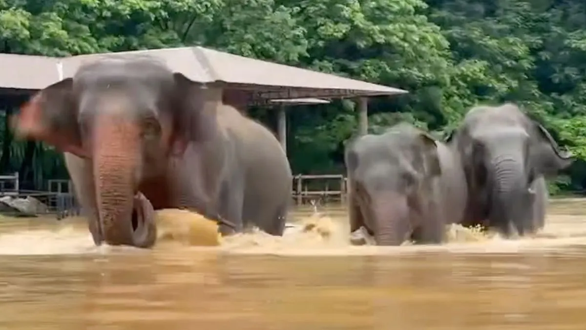 Thaïlande : Sauvetage massif d'éléphants piégés par les inondations