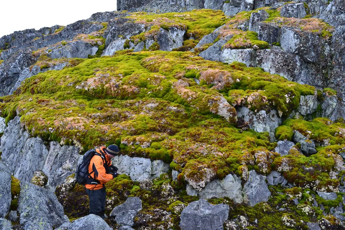 L'Antarctique verdit : expansion rapide de la végétation sur le continent blanc