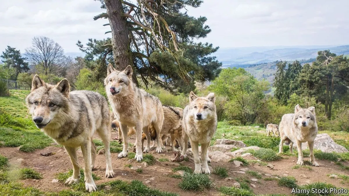 le-loup-en-france--debat-sur-la-protection-dune-espece-controversee