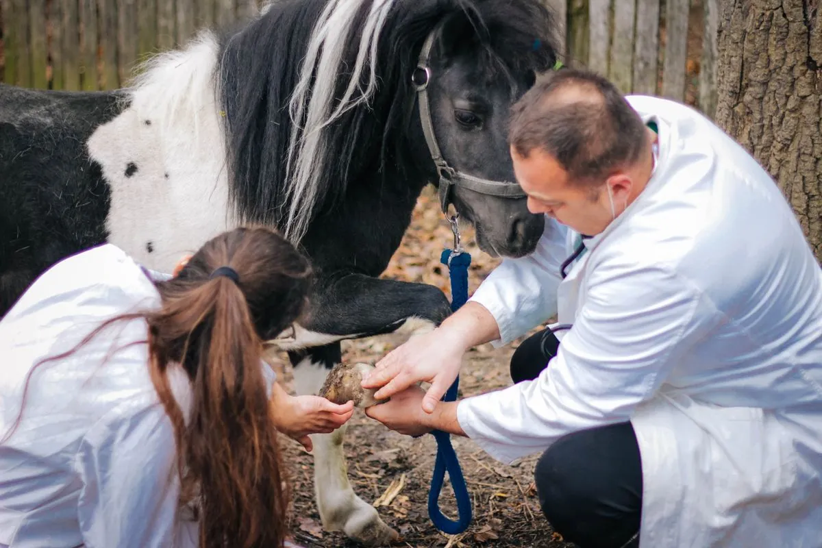 les-veterinaires-ruraux-en-premiere-ligne-face-aux-epizooties-croissantes