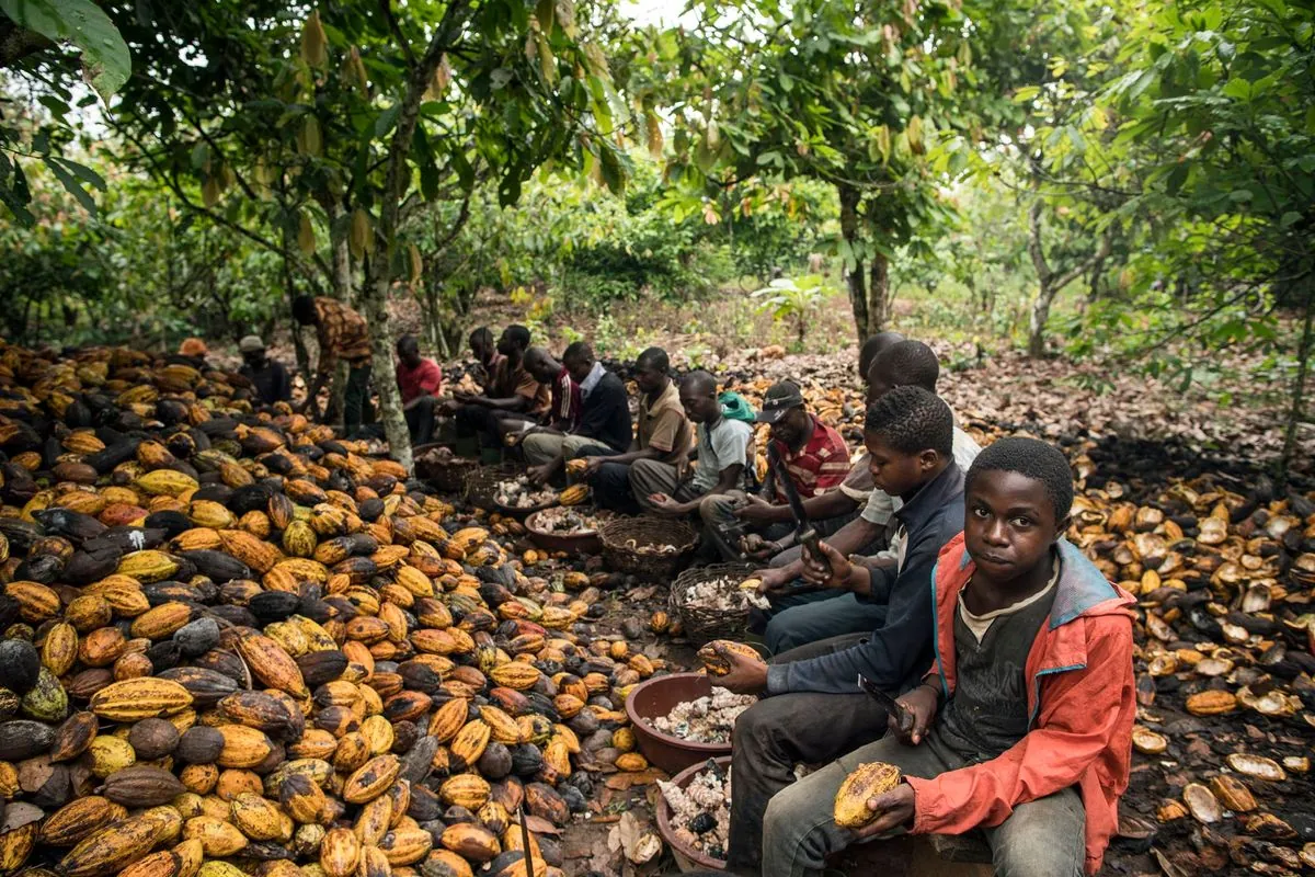 Report de la réglementation européenne sur le cacao : un débat complexe