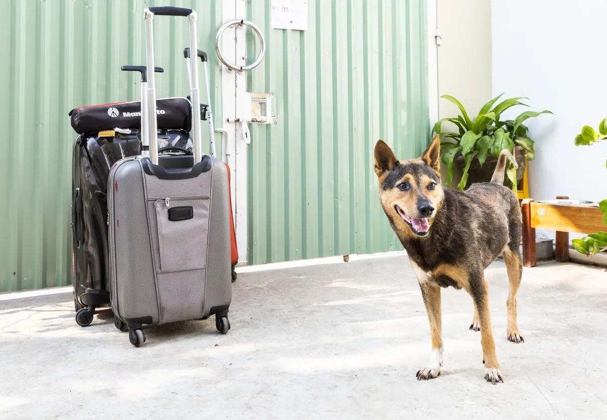 Voyager avec son chien : une tendance en plein essor