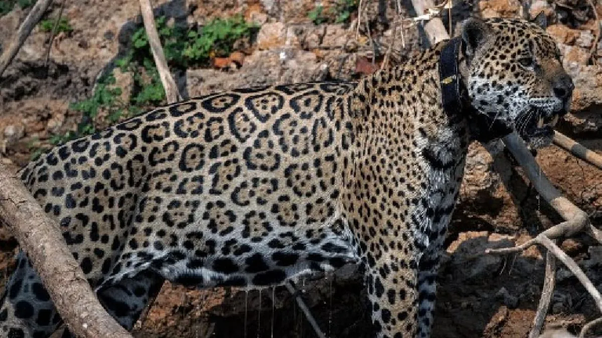 Un fermier colombien change d'avis sur la protection des jaguars menacés