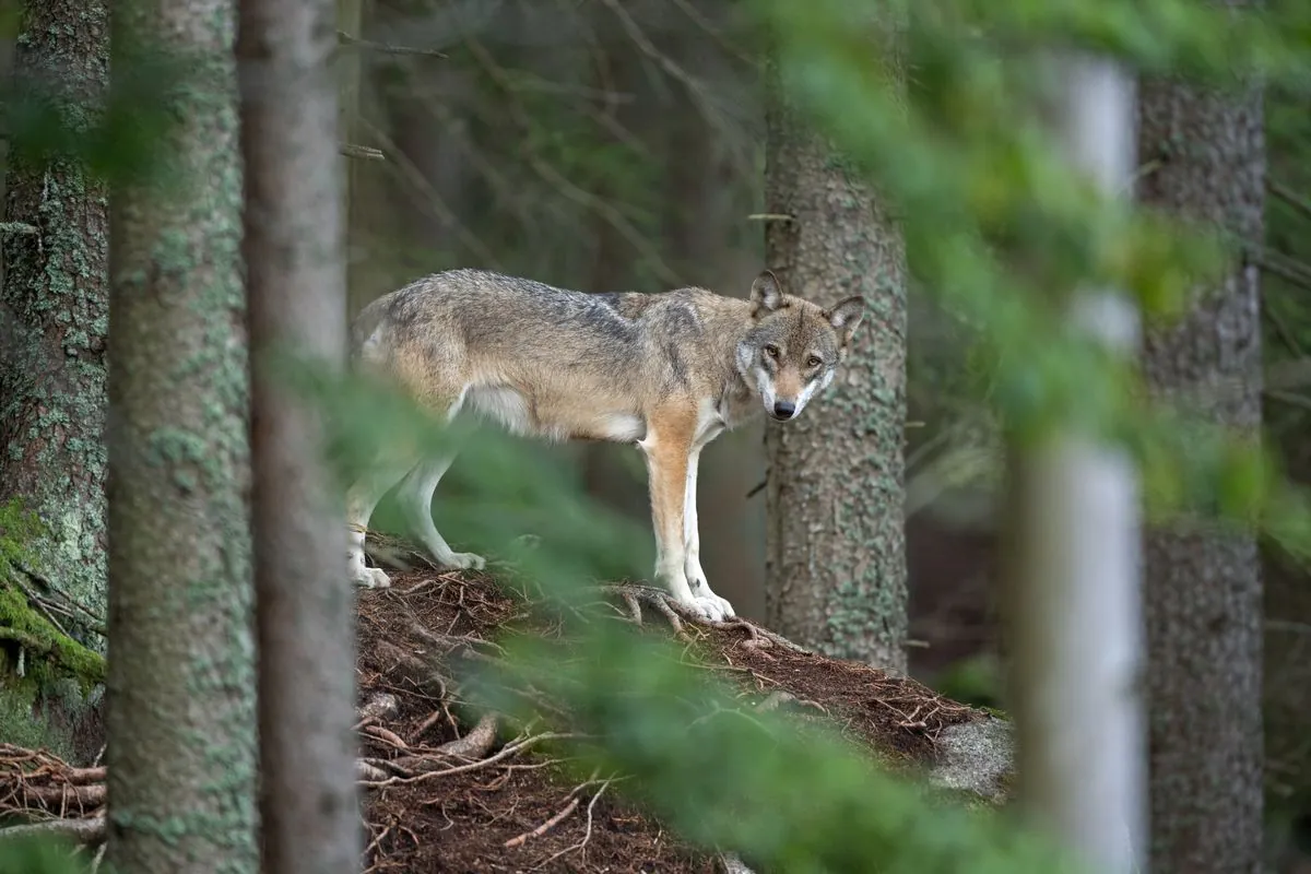 Les loups européens face à un changement radical de protection