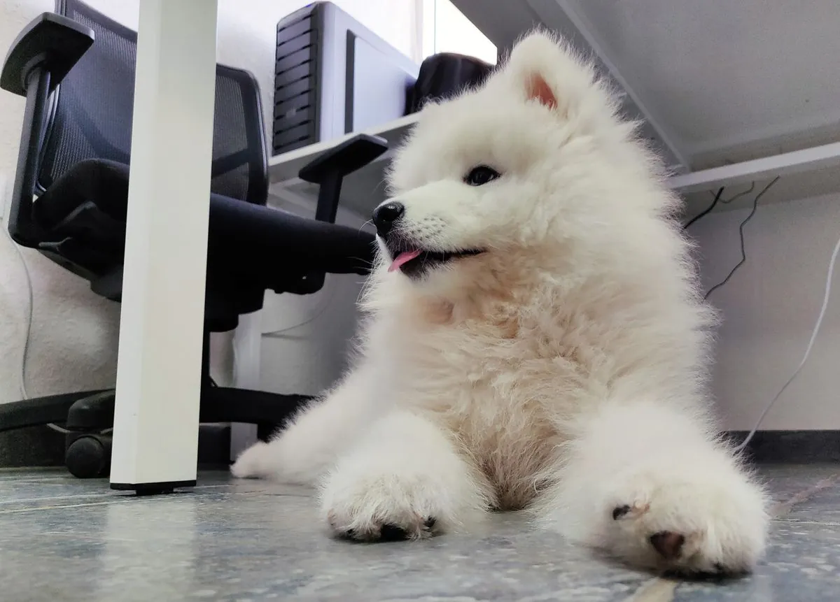 Les animaux de bureau: la nouvelle stratégie des entreprises modernes