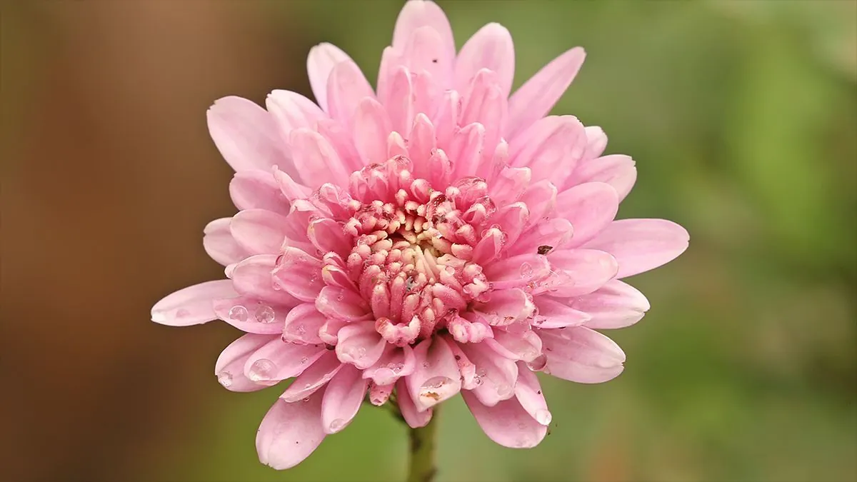 Le chrysanthème: La fleur impériale qui défie nos préjugés