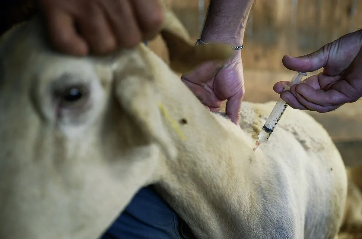 La France lance un plan d'urgence contre une maladie qui ravage les troupeaux