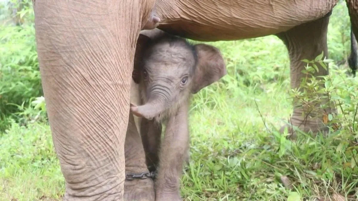 Un nouveau-né rare donne de l'espoir aux éléphants de Sumatra en danger