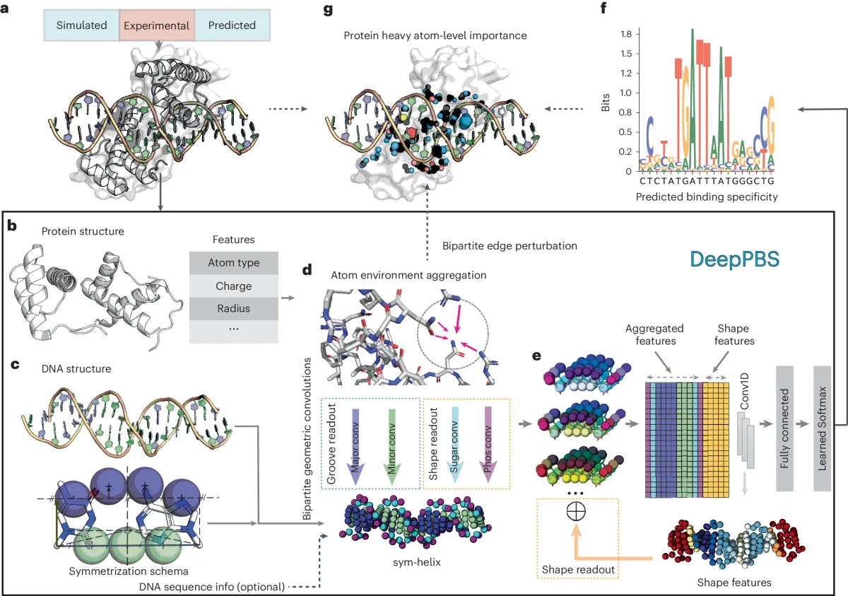 lintelligence-artificielle-cree-des-regulateurs-genetiques-plus-precis-que-la-nature