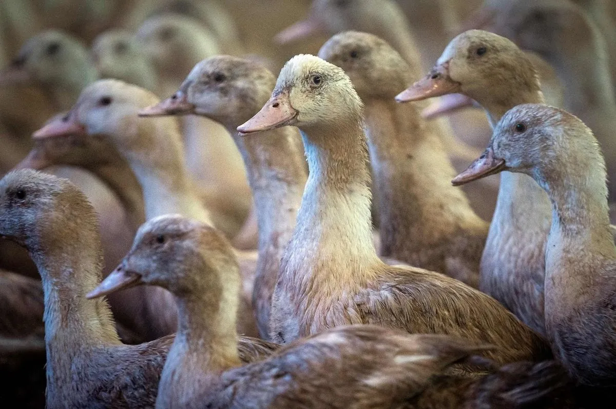 La France augmente son niveau d'alerte face à une nouvelle menace aviaire