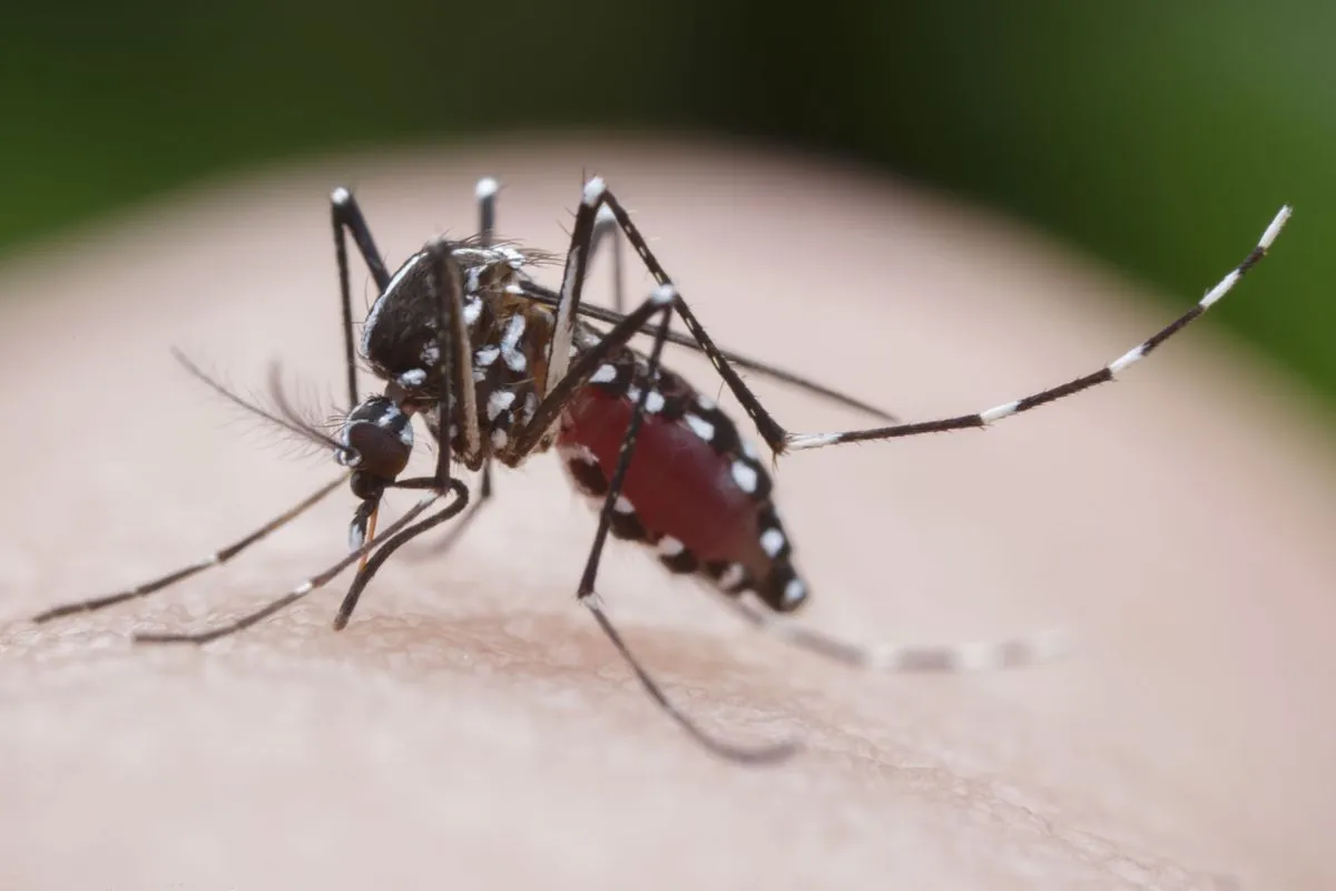 Alerte en Guadeloupe: un type rare de dengue menace la population