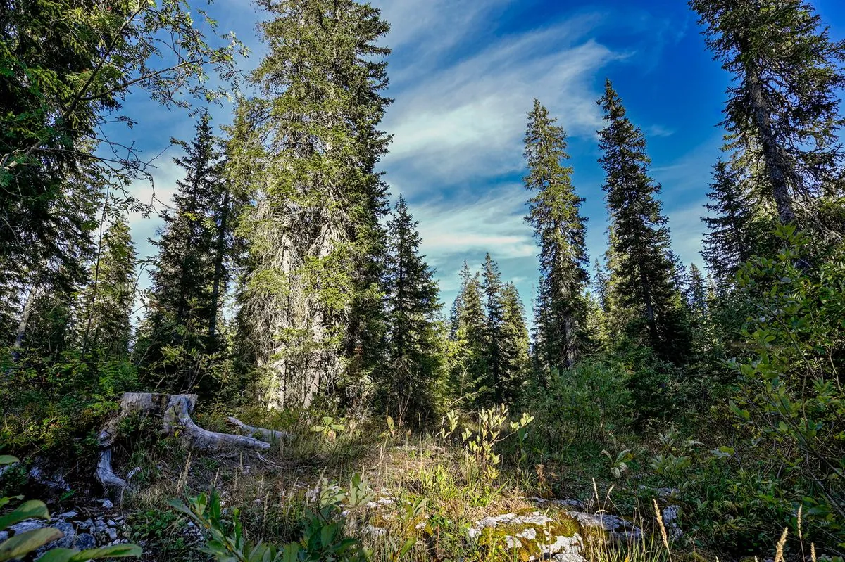 Le destin tragique des grands tétras norvégiens dans les Vosges