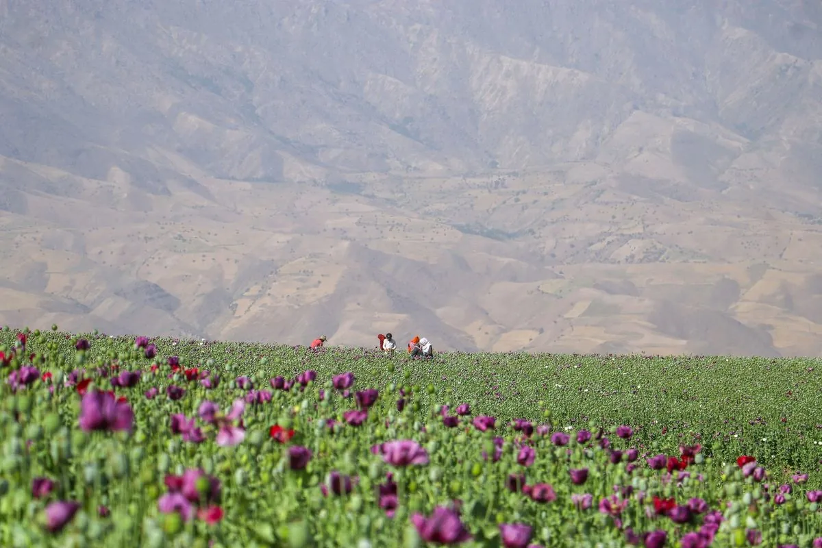 Les champs de pavot en Afghanistan: le grand retour malgré l'interdiction