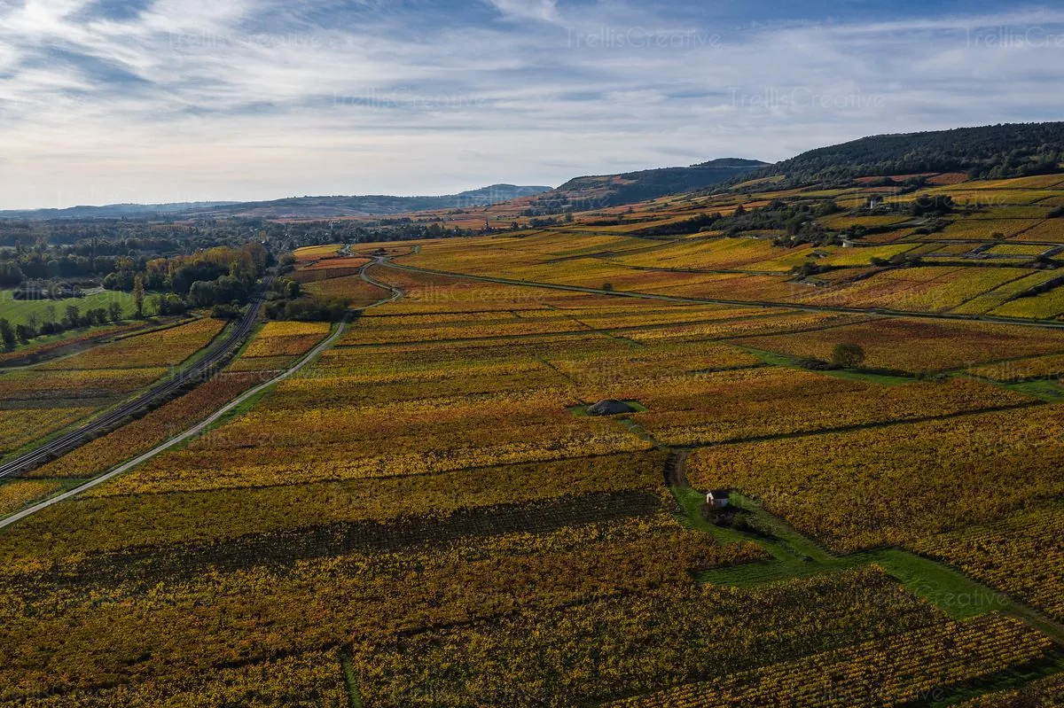 Les grands groupes s'emparent des vignobles français: un nouveau défi pour les familles