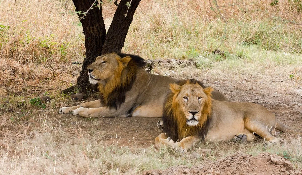 Dans le Gujarat: découvrez le refuge secret des derniers lions d'Asie