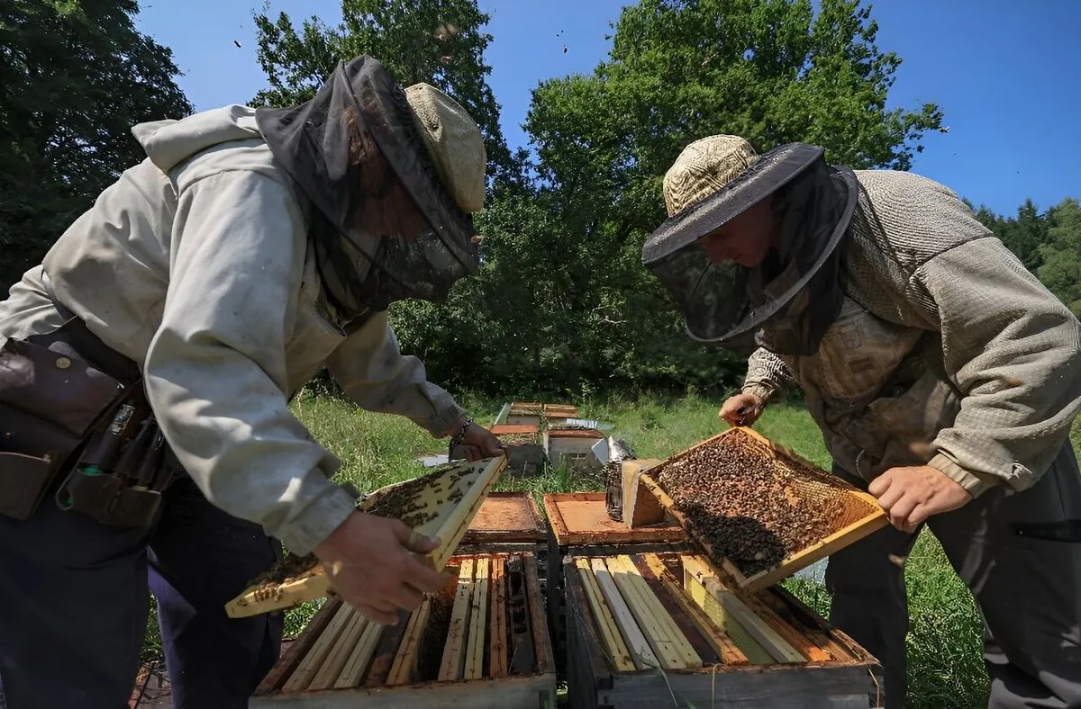 Les abeilles françaises face à une année-record de baisse de production