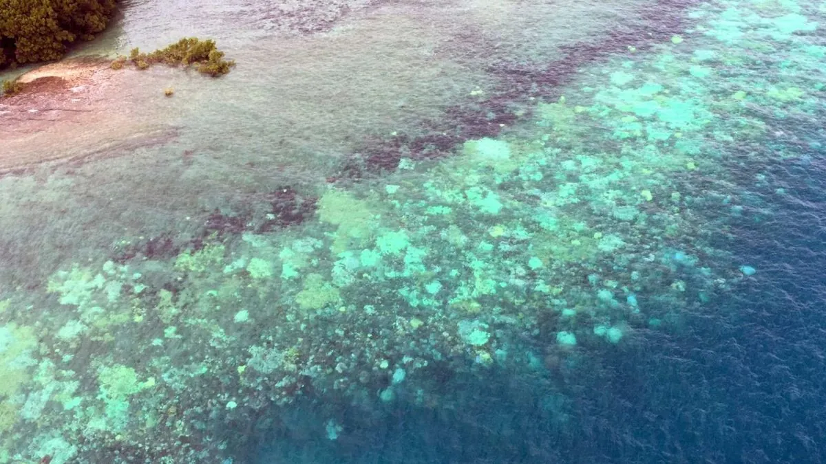 La Grande Barrière de corail subit une destruction sans précédent