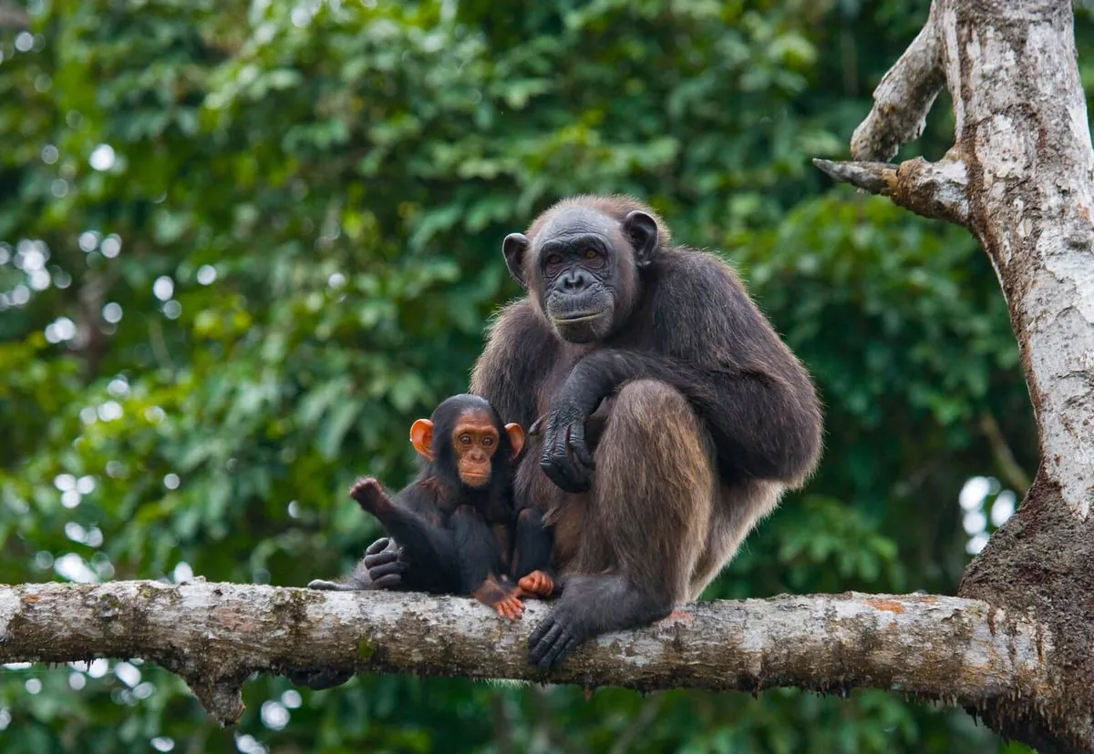 Les secrets des chimpanzés: comment ils transmettent leur savoir entre groupes