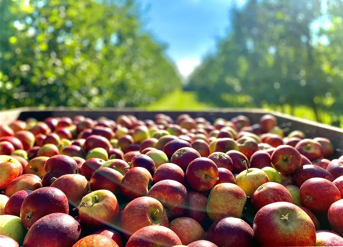 Des pommes qui sèment la confusion: le grand mystère de la récolte française