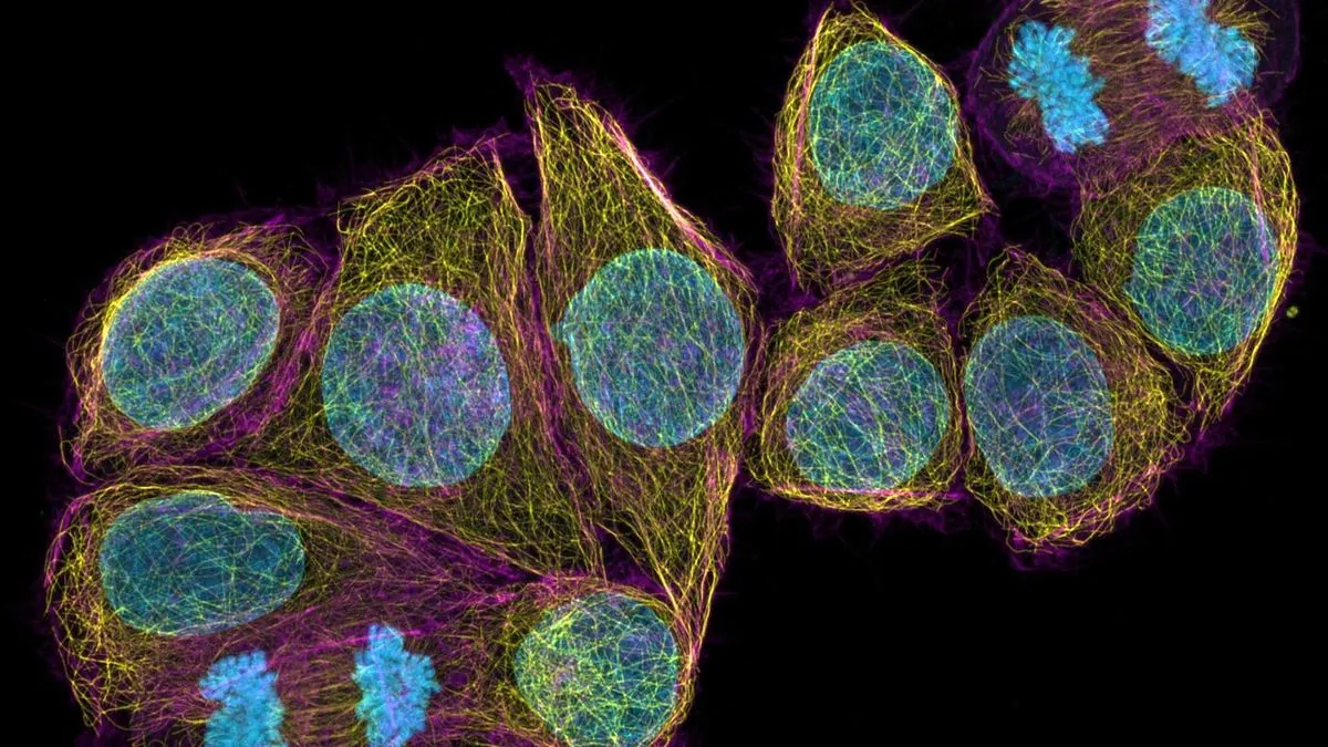 Une équipe française dévoile les secrets des microtubules cellulaires