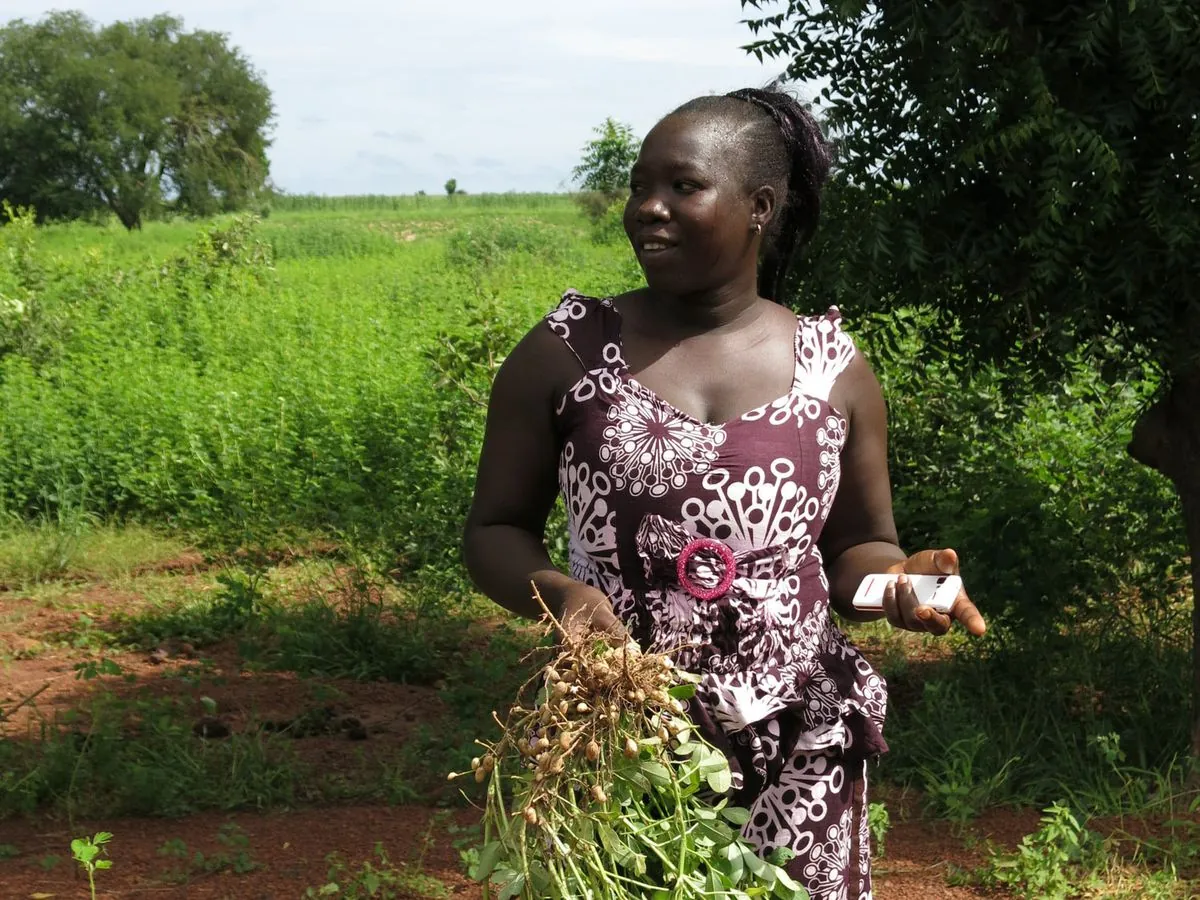 Le Sénégal change ses règles d'exportation d'arachides et les agriculteurs s'inquiètent