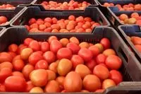 Bataille commerciale: la tomate marocaine fait trembler les producteurs français