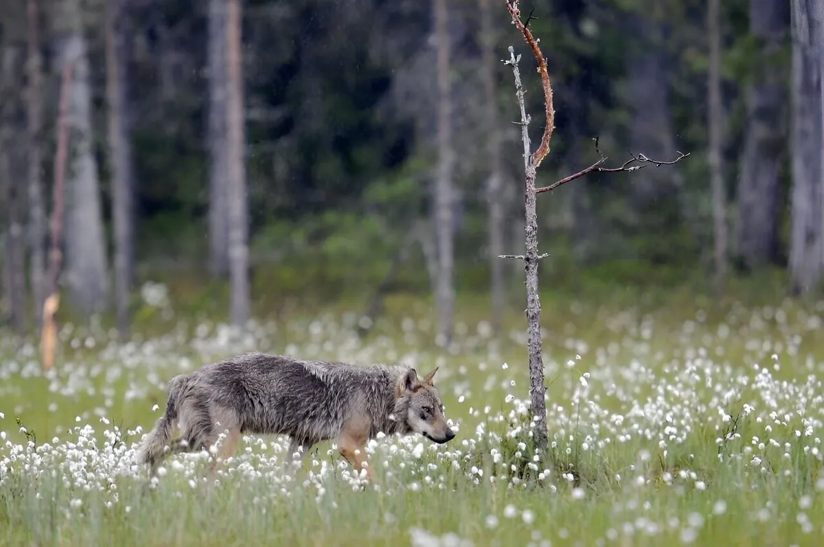 Les loups européens: un nouveau chapitre controversé dans leur histoire