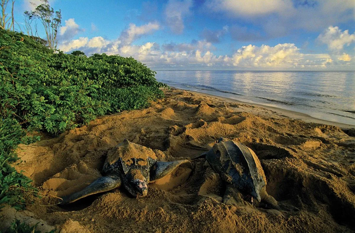 Les tortues luth de Guyane font face à un avenir incertain, selon une nouvelle étude