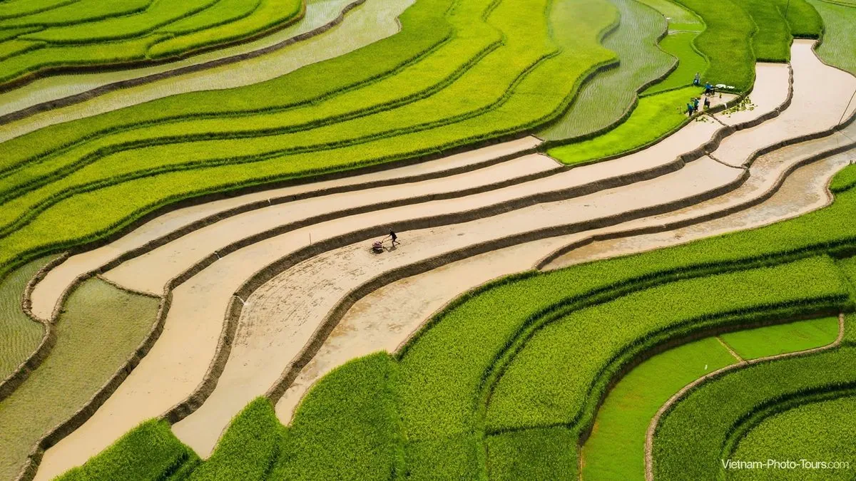 L'histoire cachée derrière le succès agricole spectaculaire du Vietnam